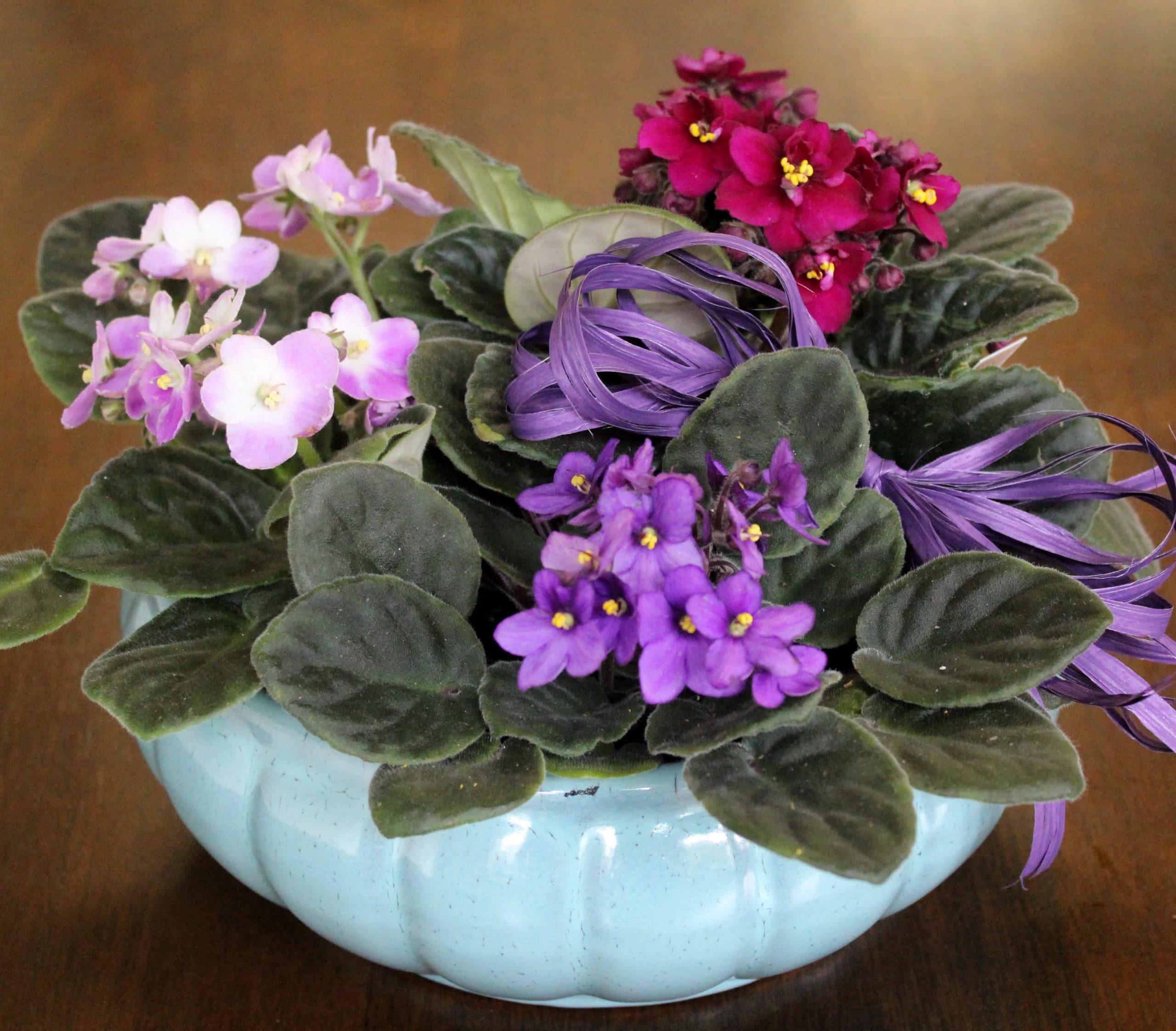 African violet planter in a glazed ceramic bowl by Studley Flower Gardens