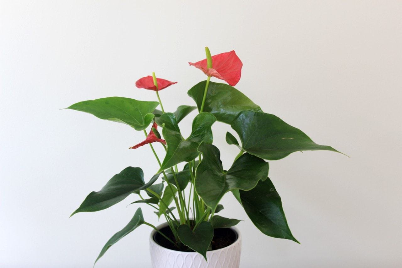 Anthurium plant with glossy foliage and bold blooms by Studley Flower Gardens