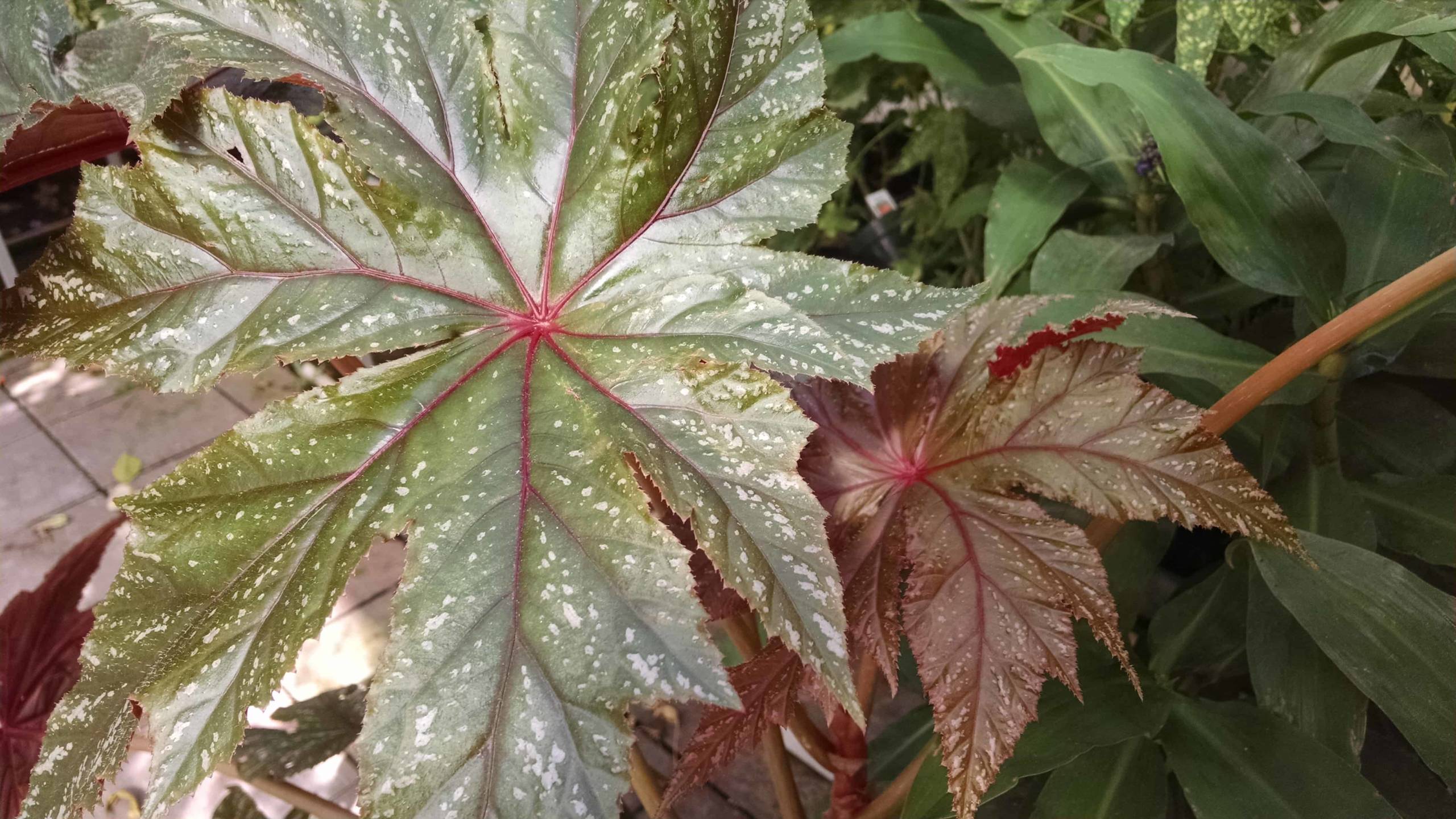 Gryphon begonia foliage with silver and green variegation by Studley Flower Gardens