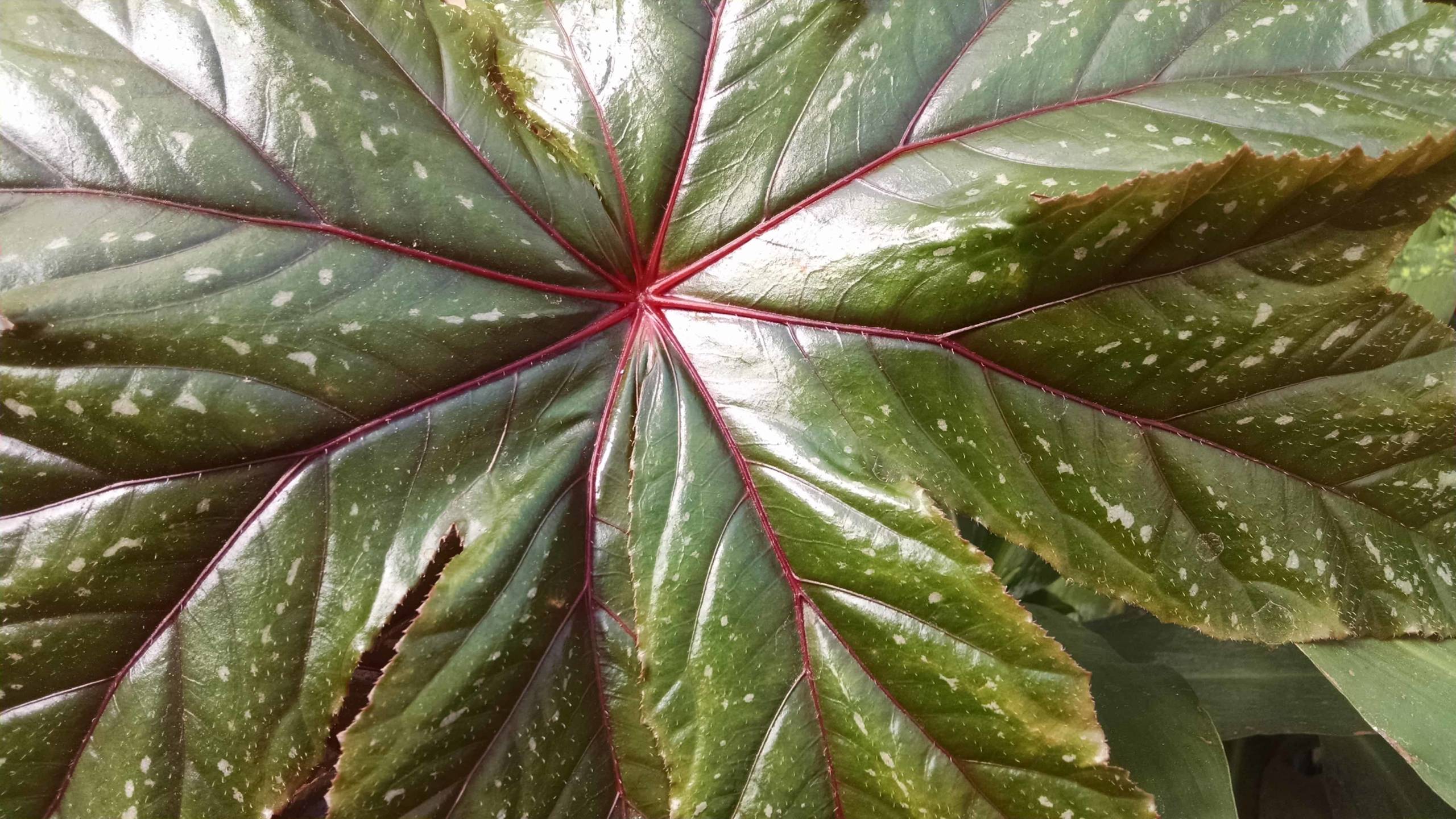 Gryphon begonia foliage with bold patterned leaves by Studley Flower Gardens