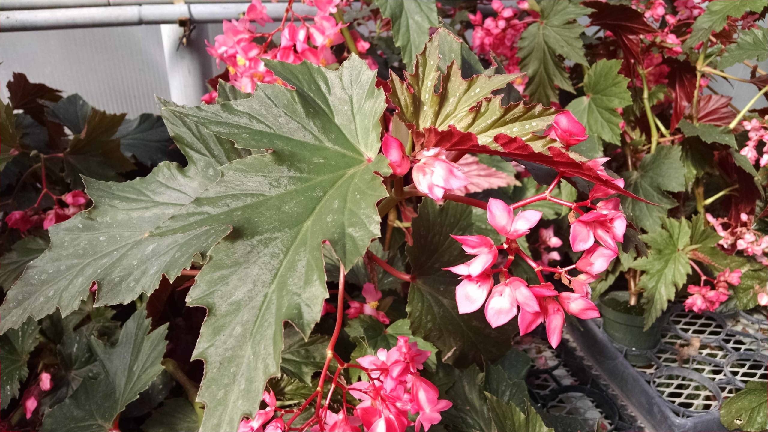lana begonia detail image