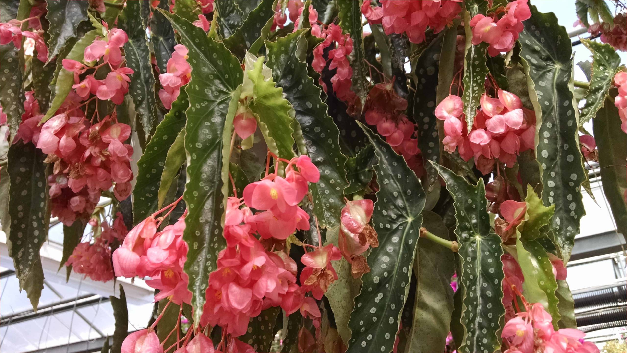 My Special Angel Begonia with silver-spotted angel wing leaves by Studley Flower Gardens