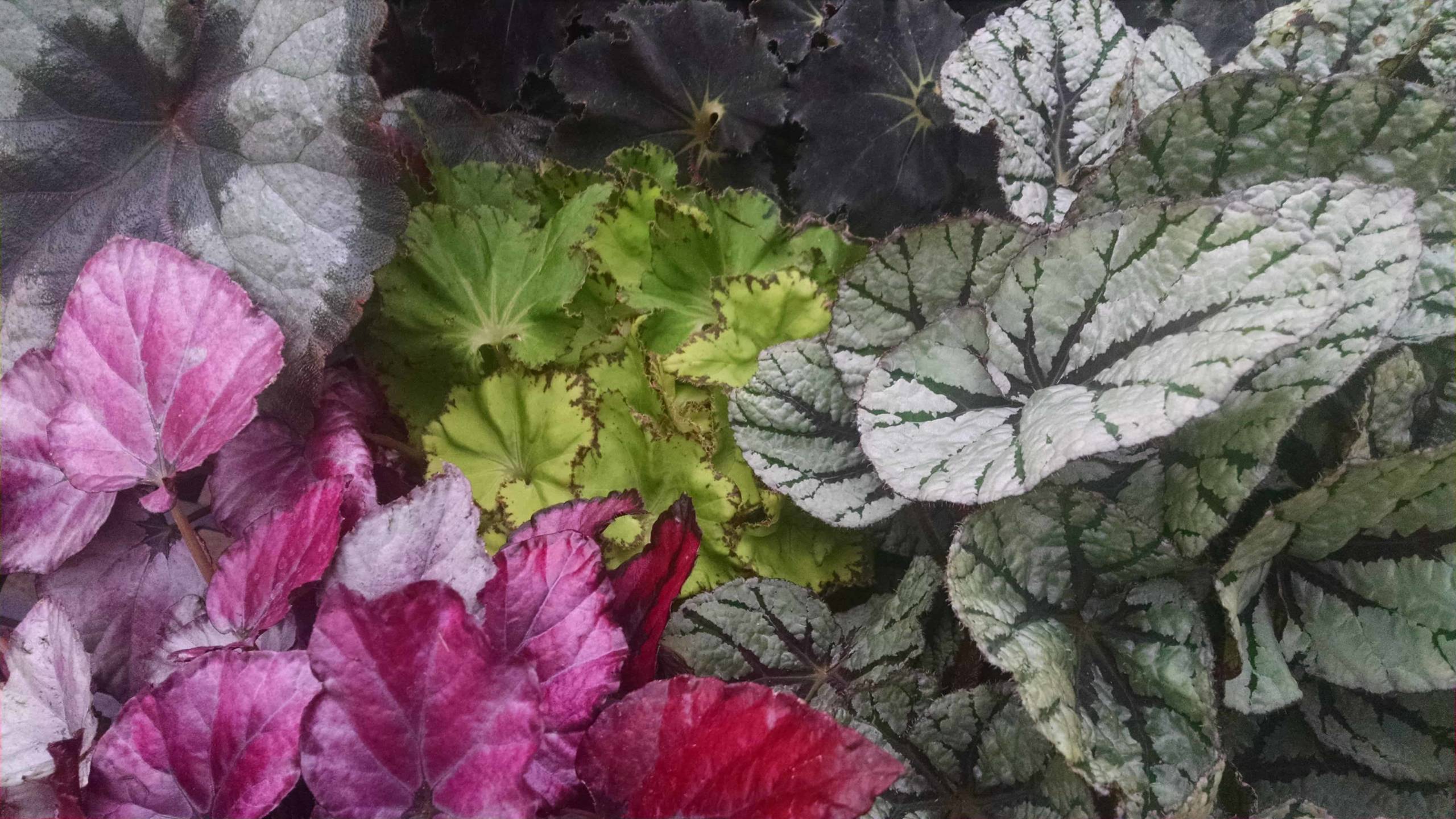 rex begonia detail image