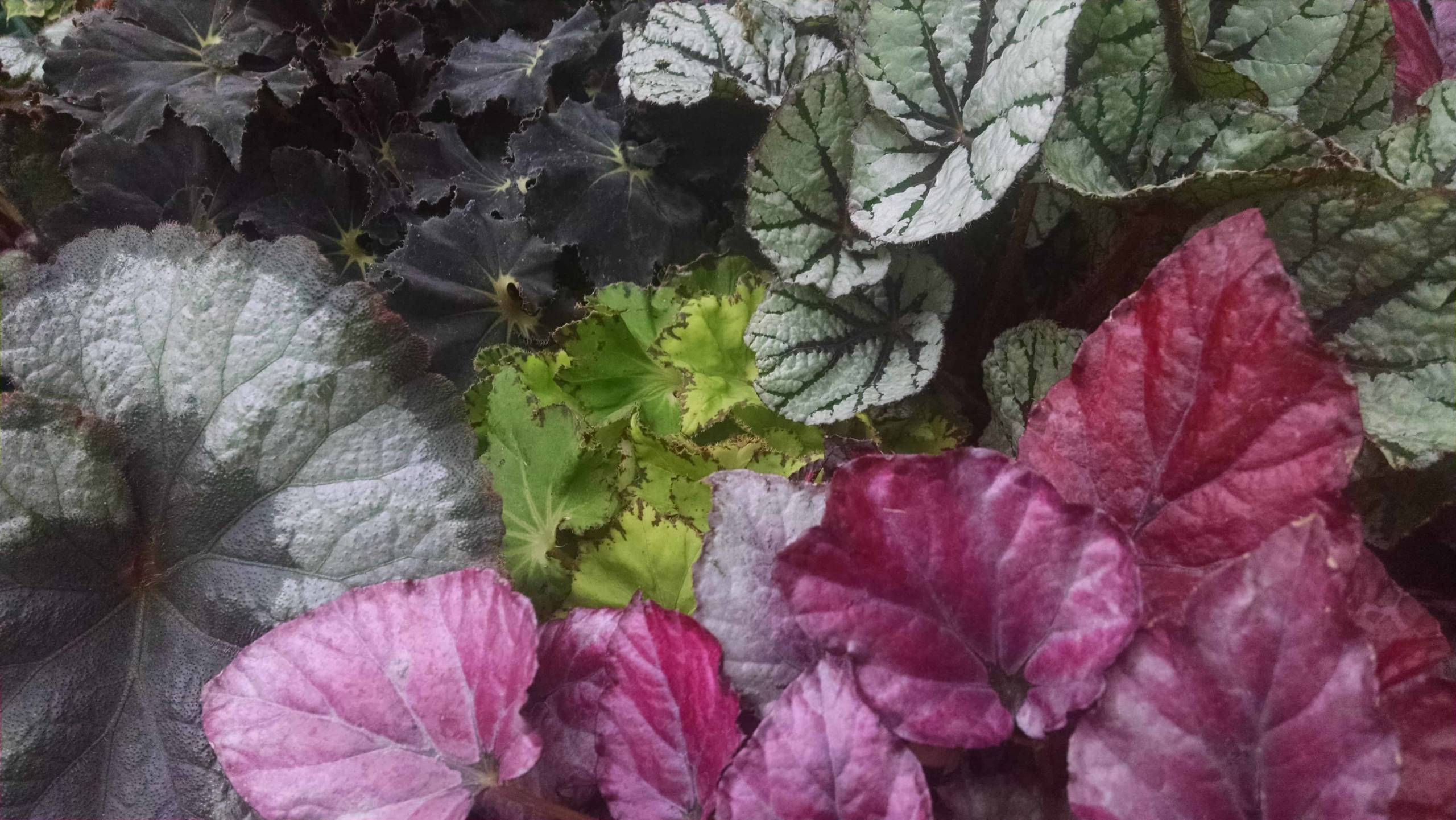 Rex begonia with bold patterned leaves by Studley Flower Gardens