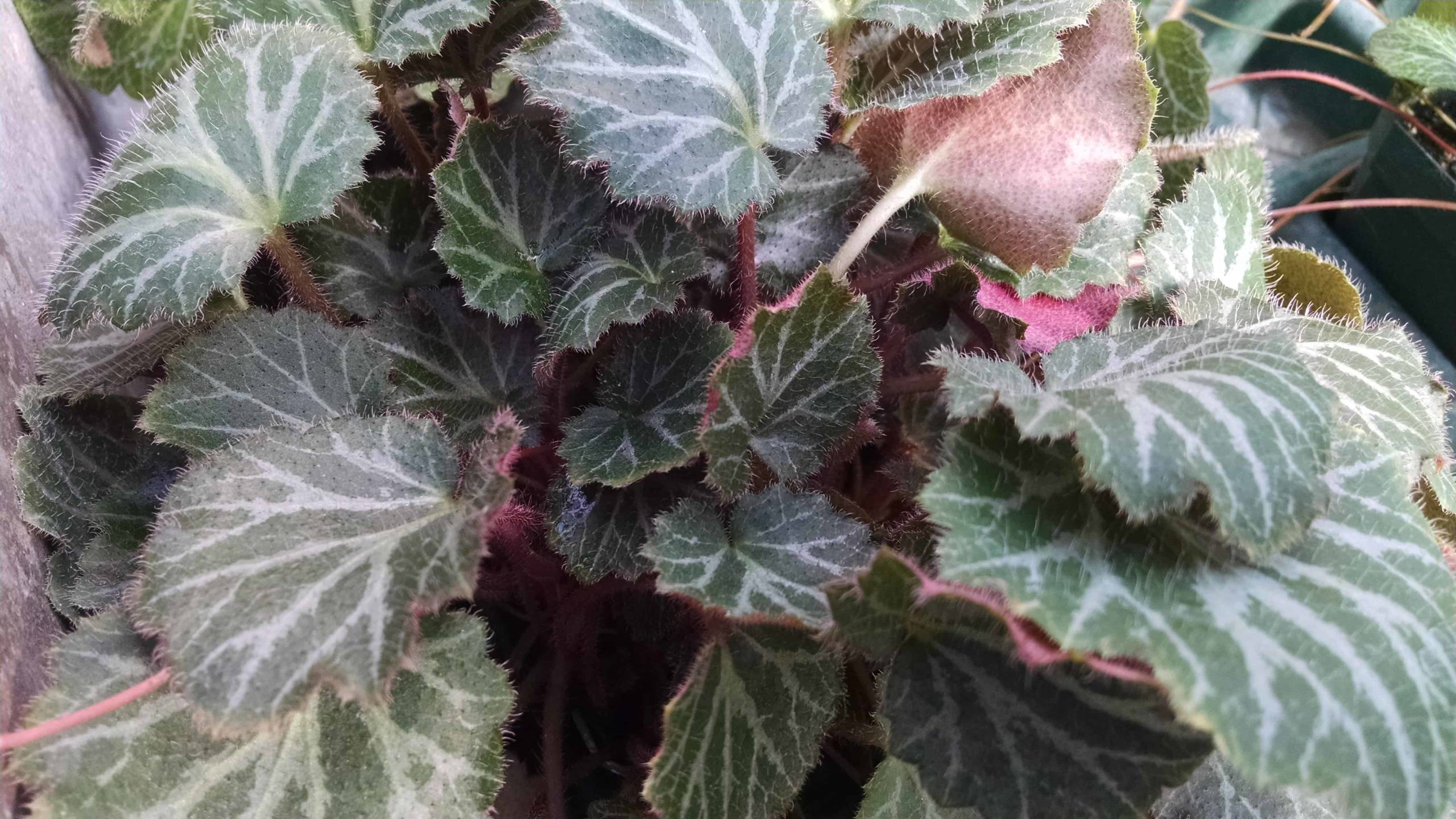 strawberry begonia detail image