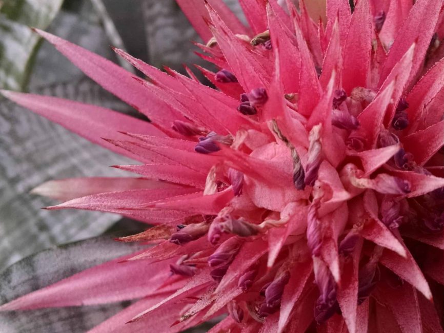 silver vase bromeliad detail image