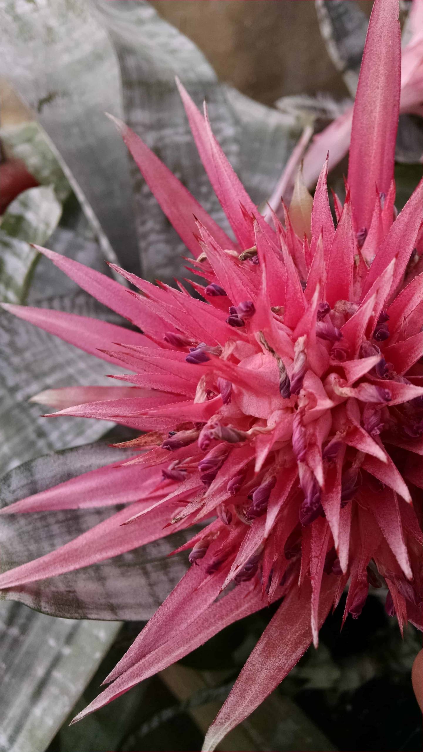 silver vase bromeliad detail image