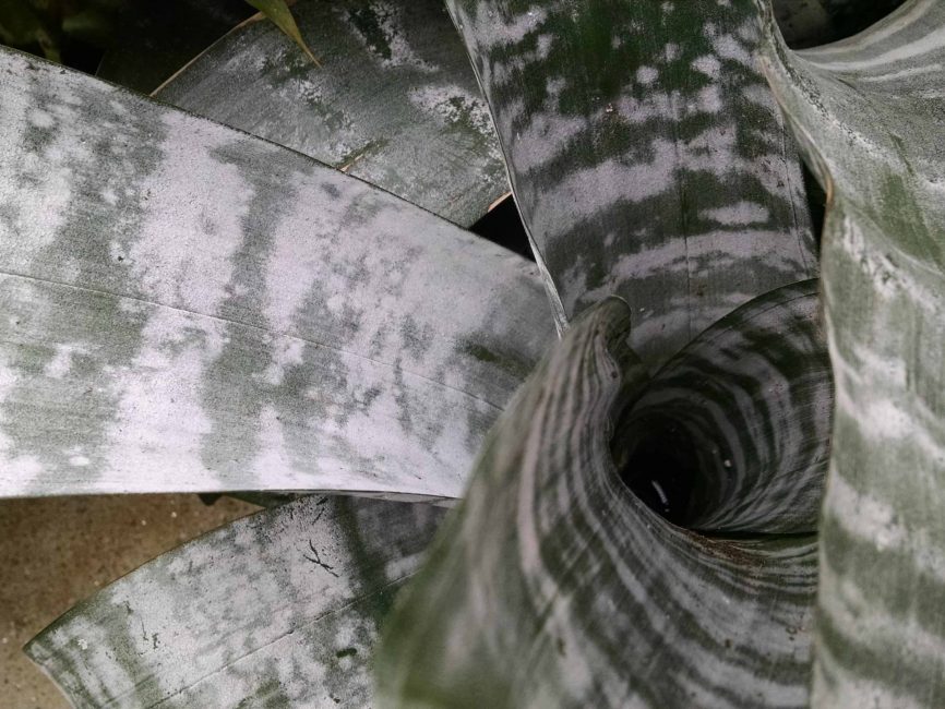 Silver vase bromeliad with scaled leaves by Studley Flower Gardens