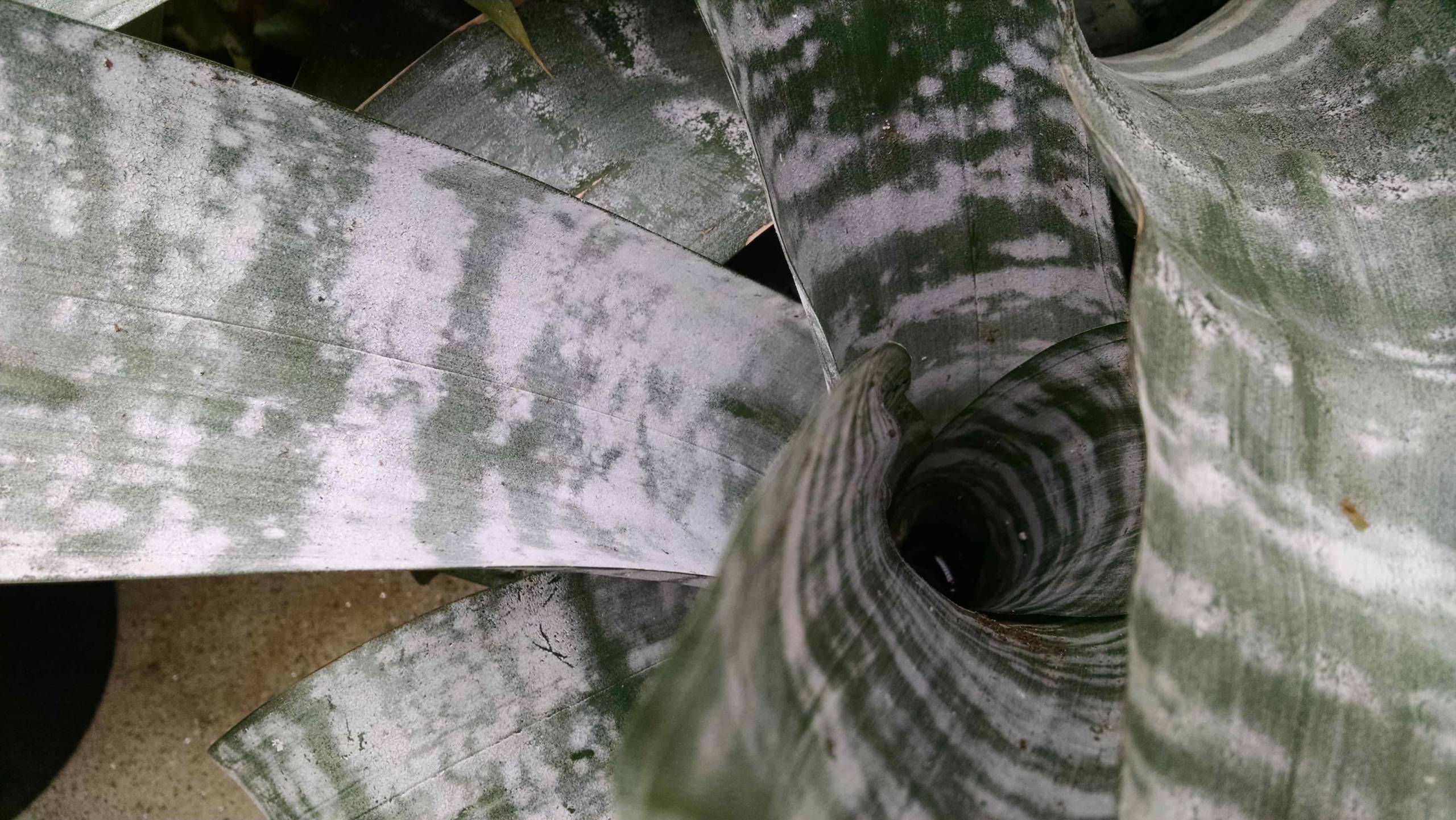 Silver vase bromeliad with scaled leaves by Studley Flower Gardens
