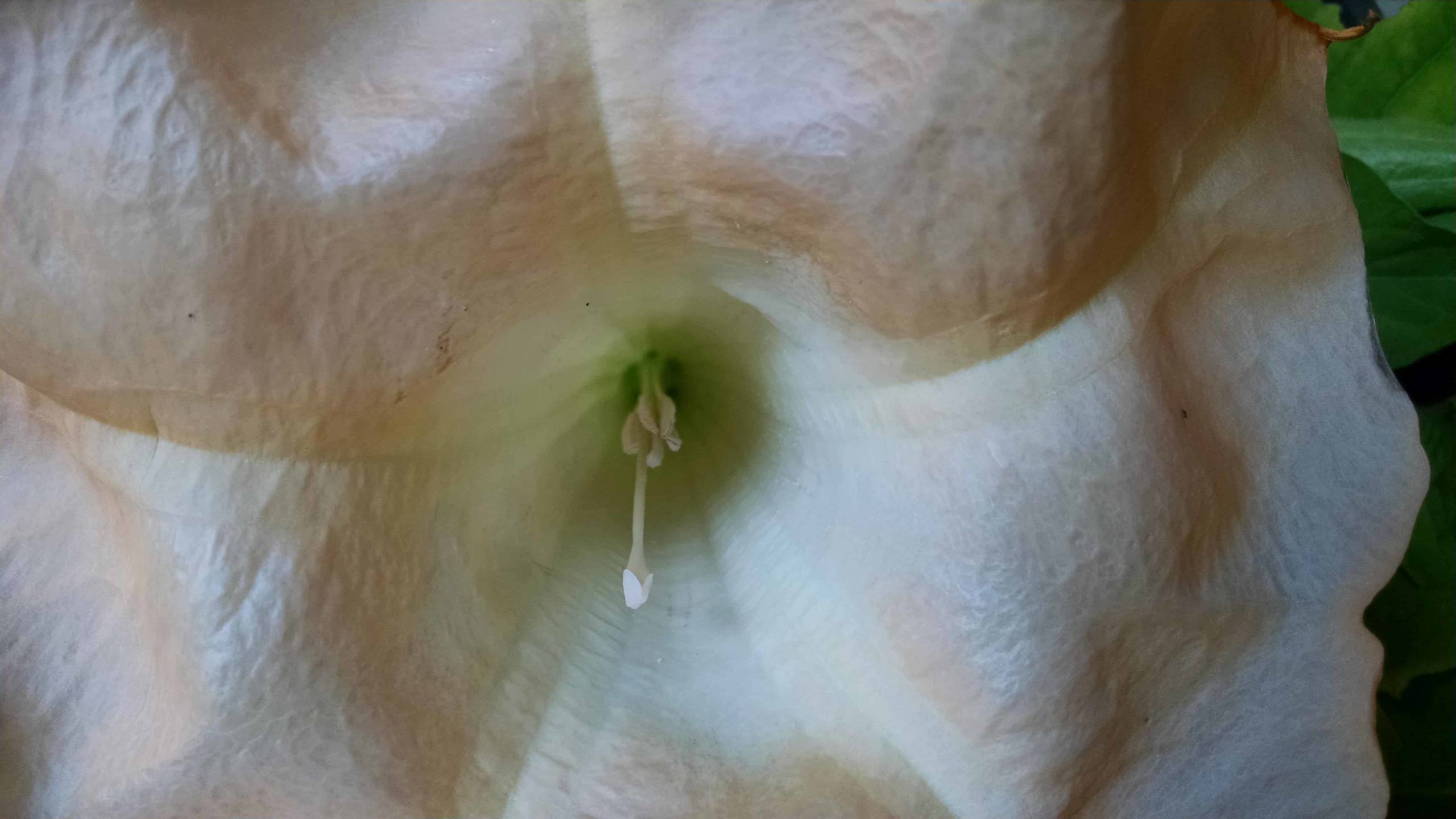 suaveolens peach brugmansia detail image