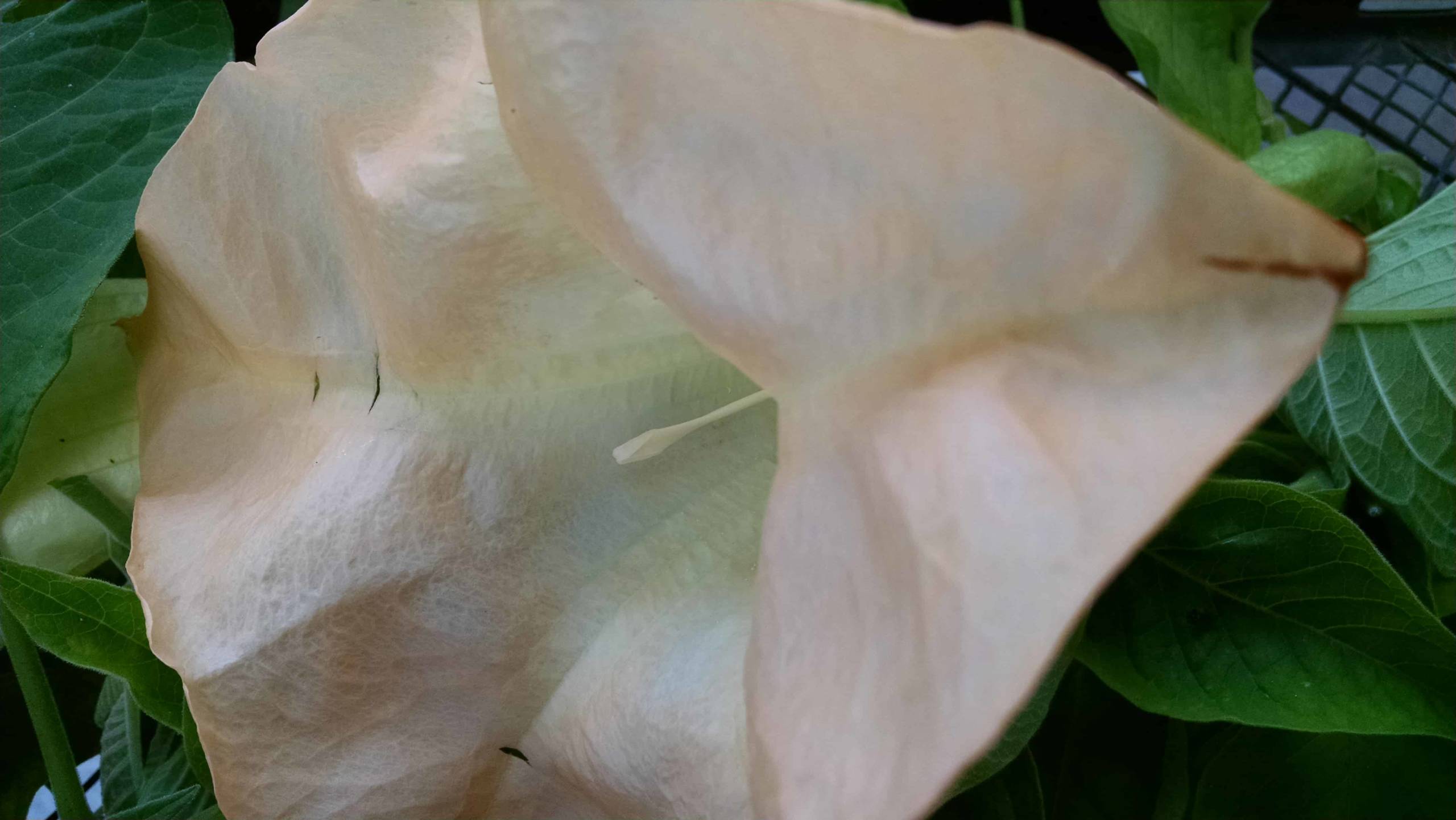 Suaveolens Peach Brugmansia bloom by Studley Flower Gardens