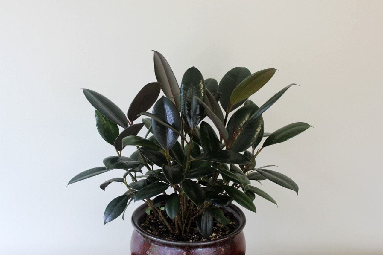 Burgundy rubber plant with deep chocolate green foliage by Studley Flower Gardens