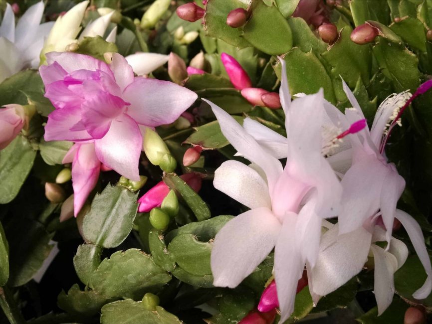 6″ christmas cactus (thanksgiving cactus) detail image