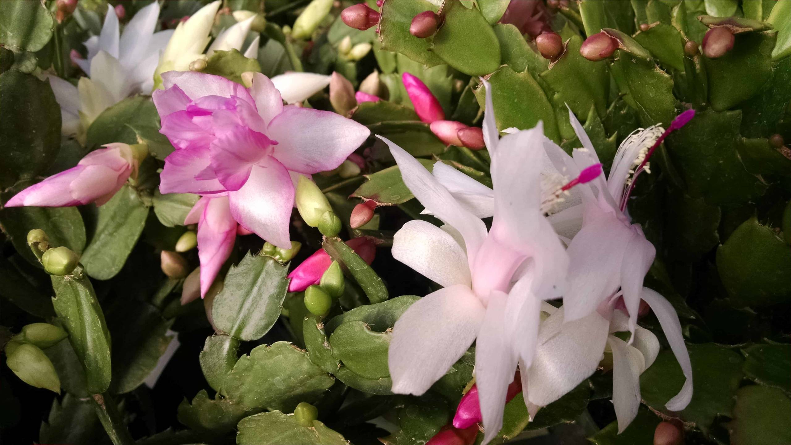 6″ christmas cactus (thanksgiving cactus) detail image