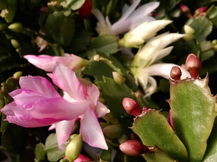 6-inch Christmas cactus blooming on a windowsill by Studley Flower Gardens