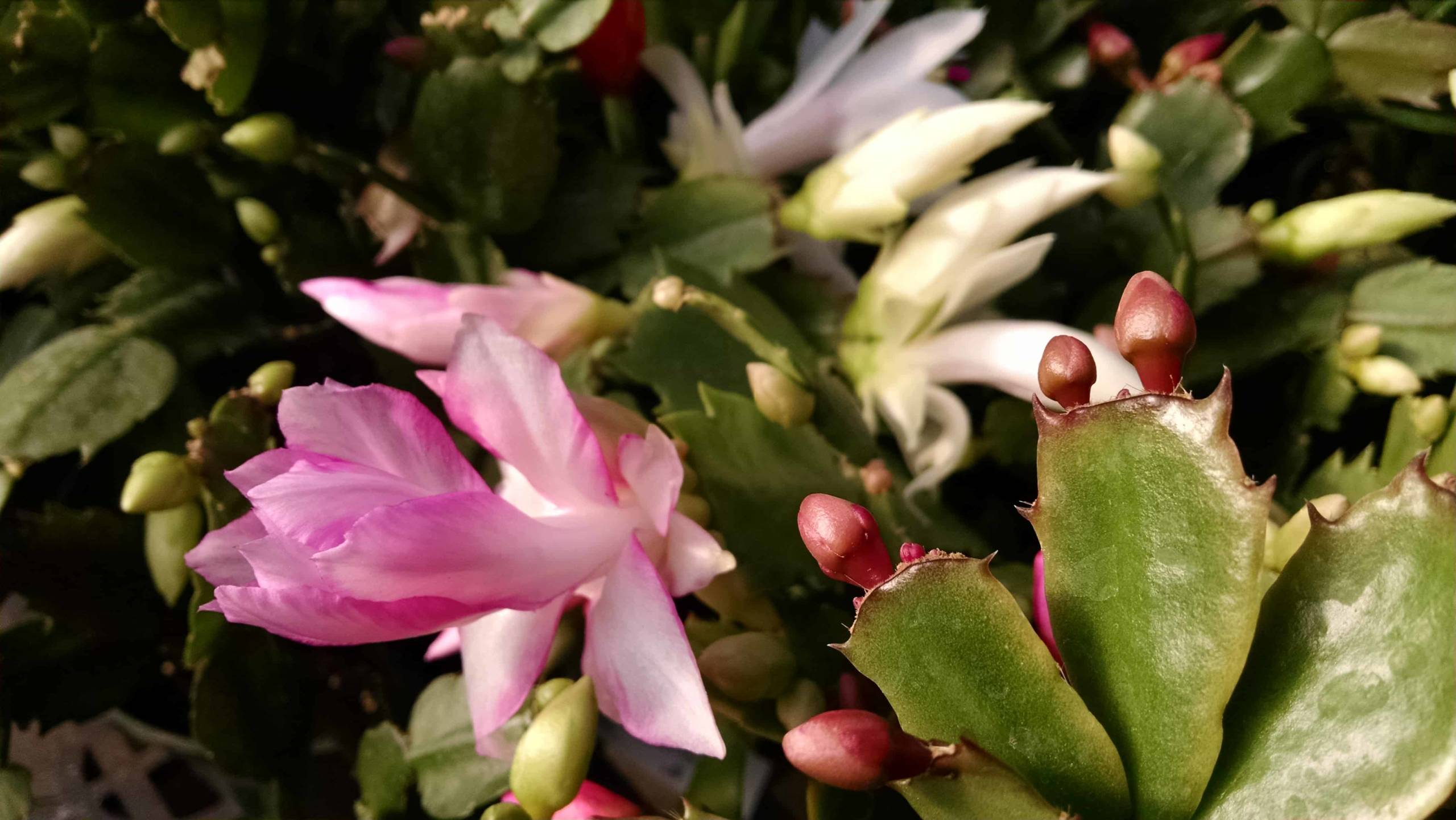 6-inch Christmas cactus blooming on a windowsill by Studley Flower Gardens