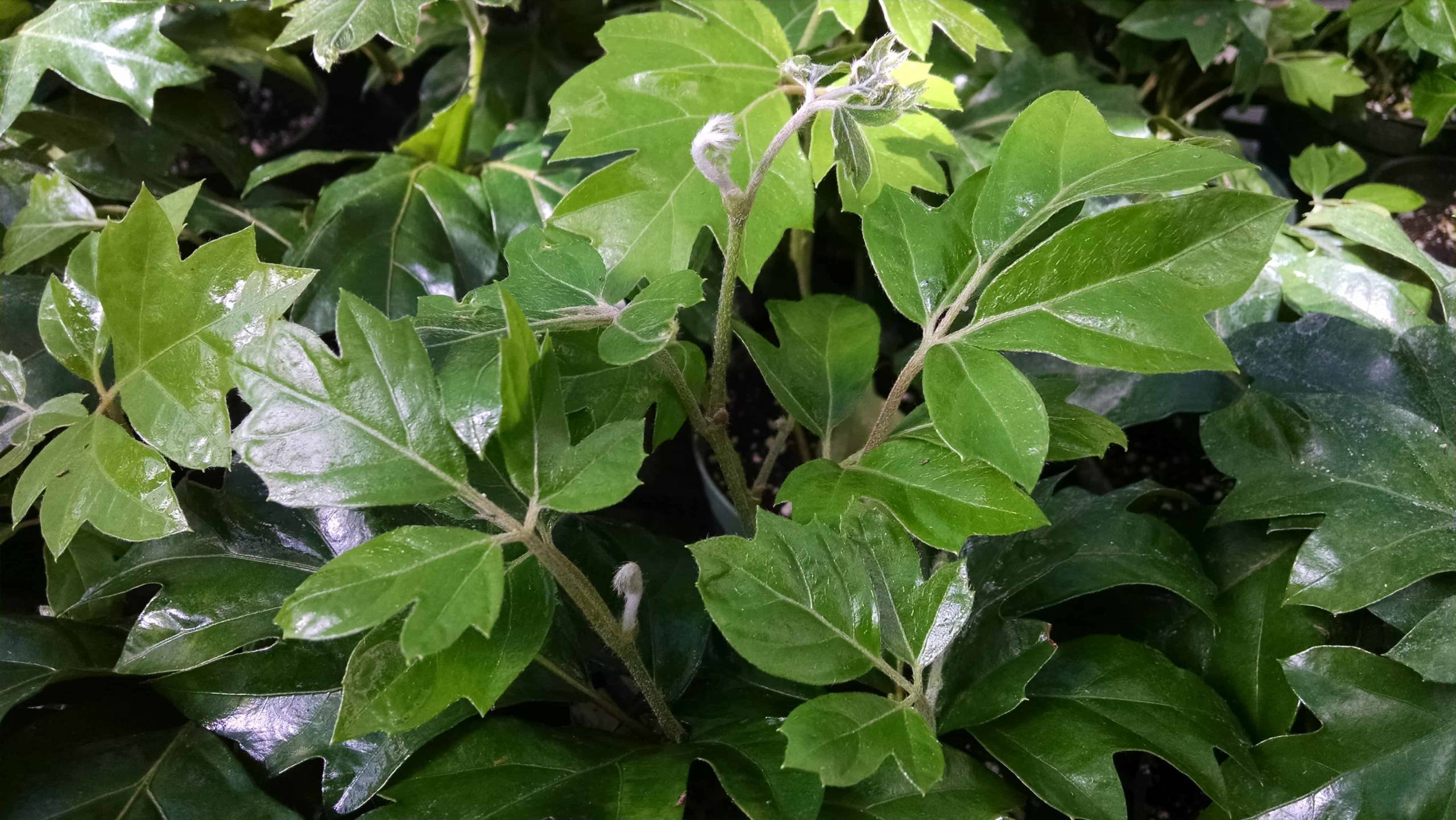oak leaf ivy detail image