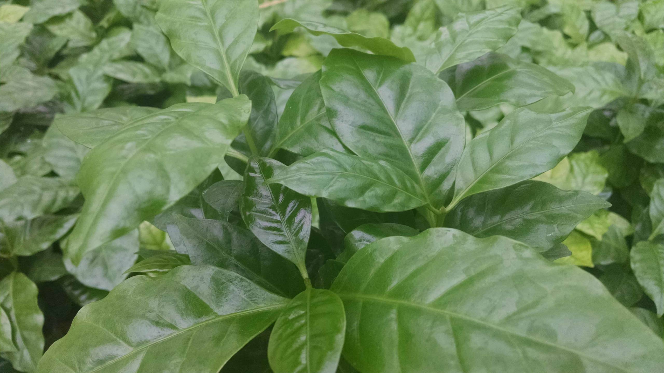 Arabica coffee plant with glossy deep green leaves by Studley Flower Gardens