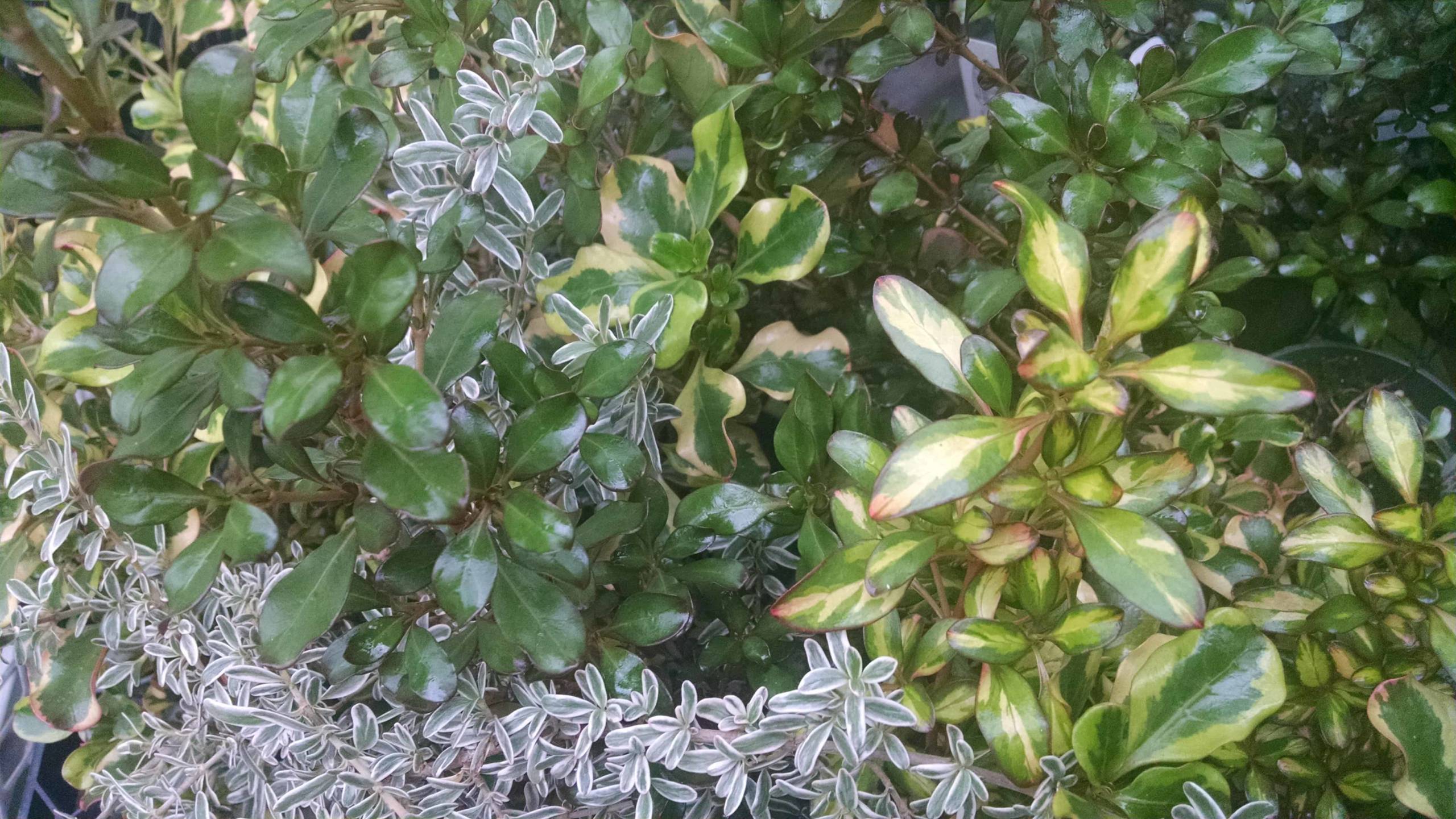 coprosma collection detail image