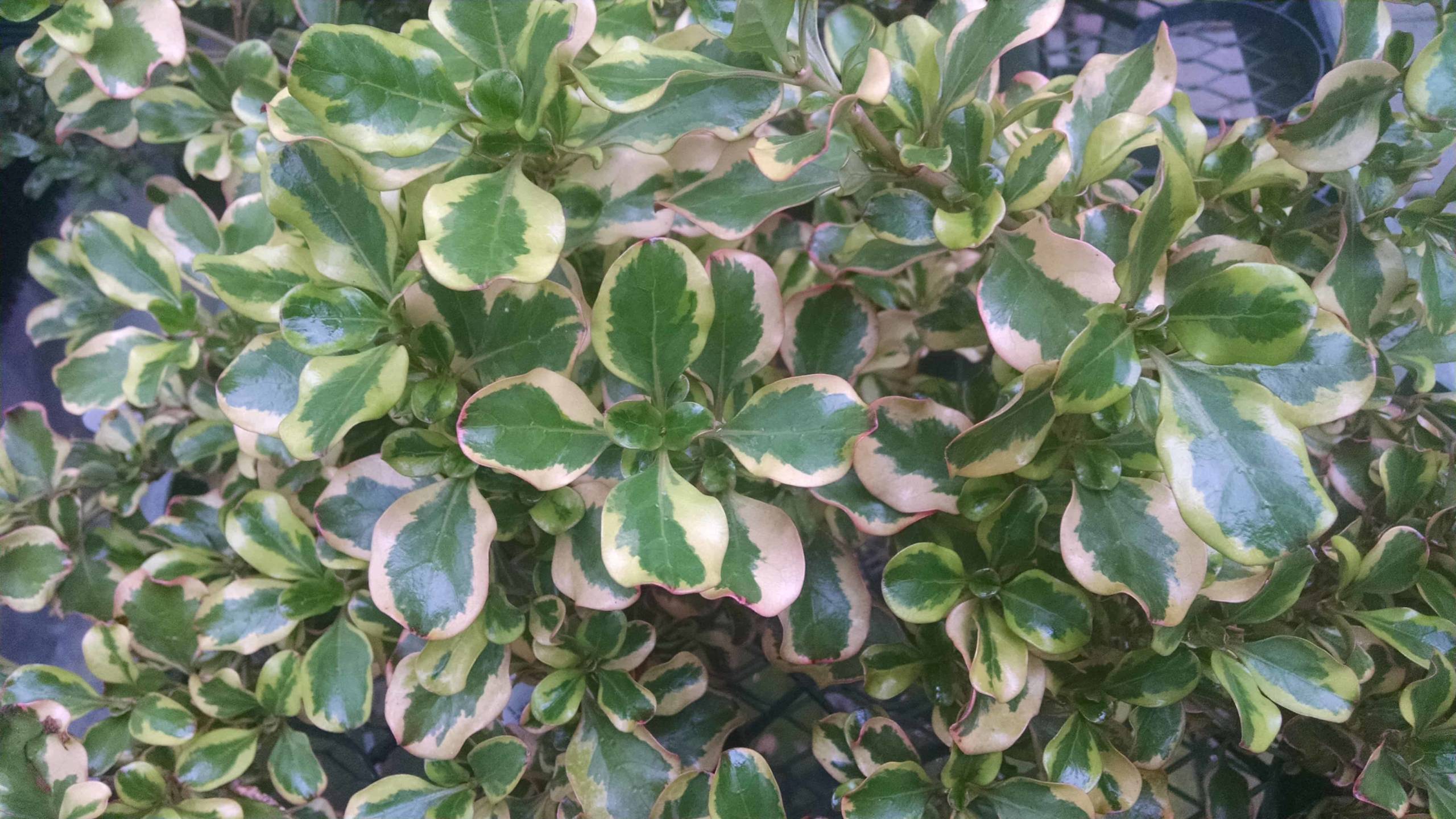 evening glow coprosma detail image