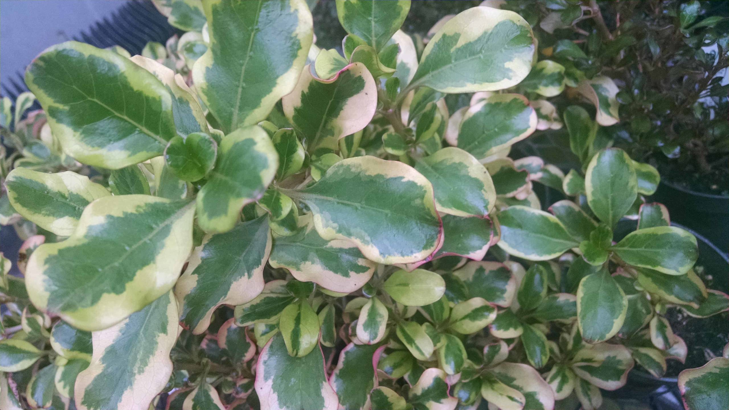 Evening Glow Coprosma with compact bonsai form by Studley Flower Gardens
