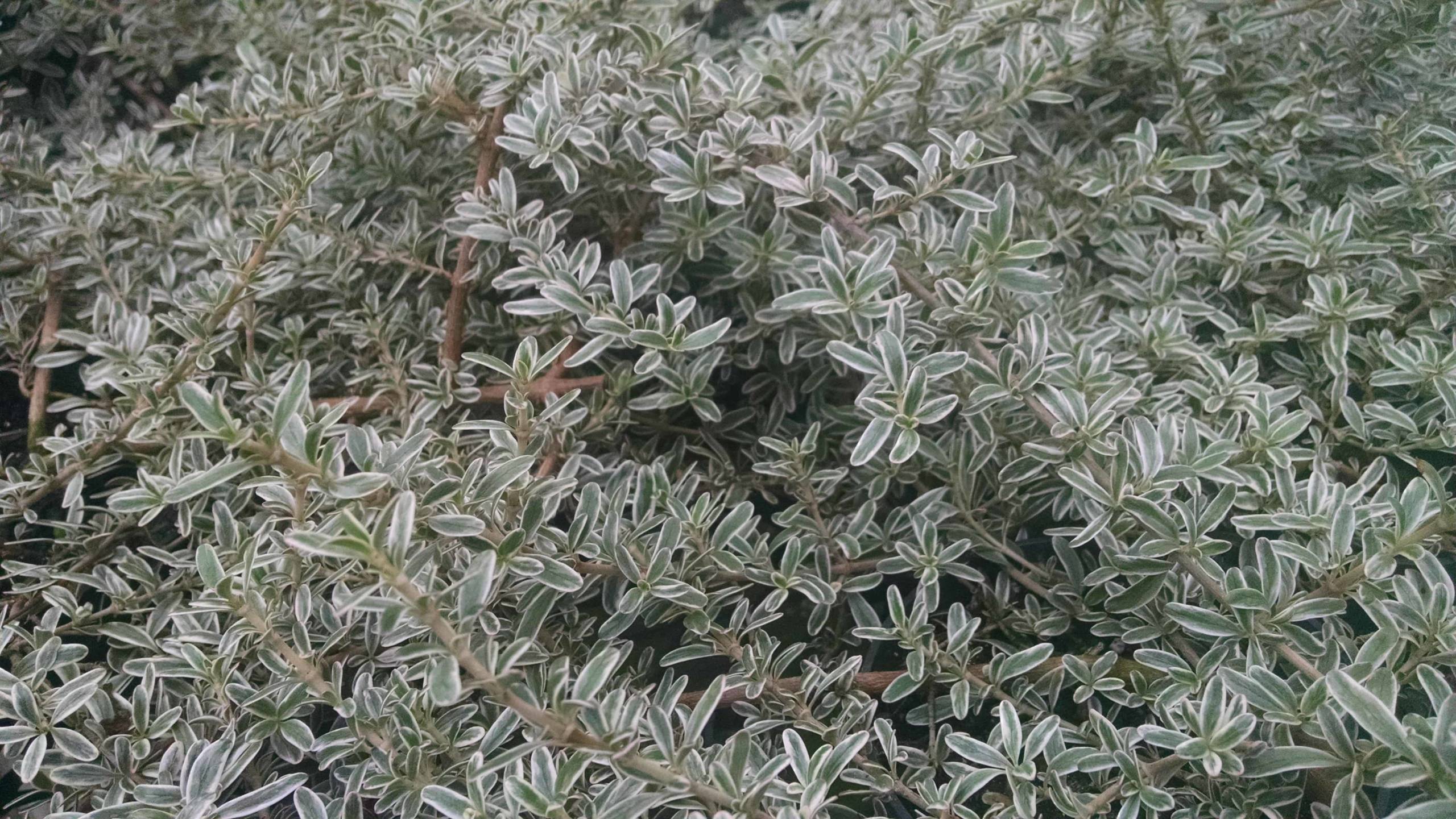 Dwarf mirror plant, coprosma with light green variegated foliage by Studley Flower Gardens