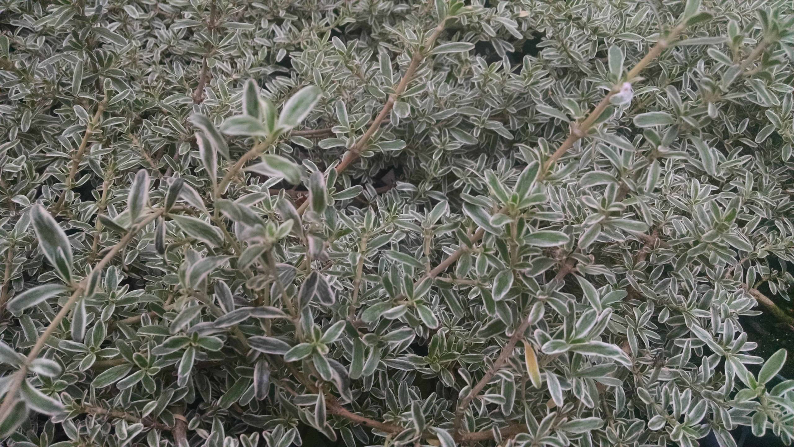 Dwarf mirror plant, coprosma with glossy trailing foliage by Studley Flower Gardens