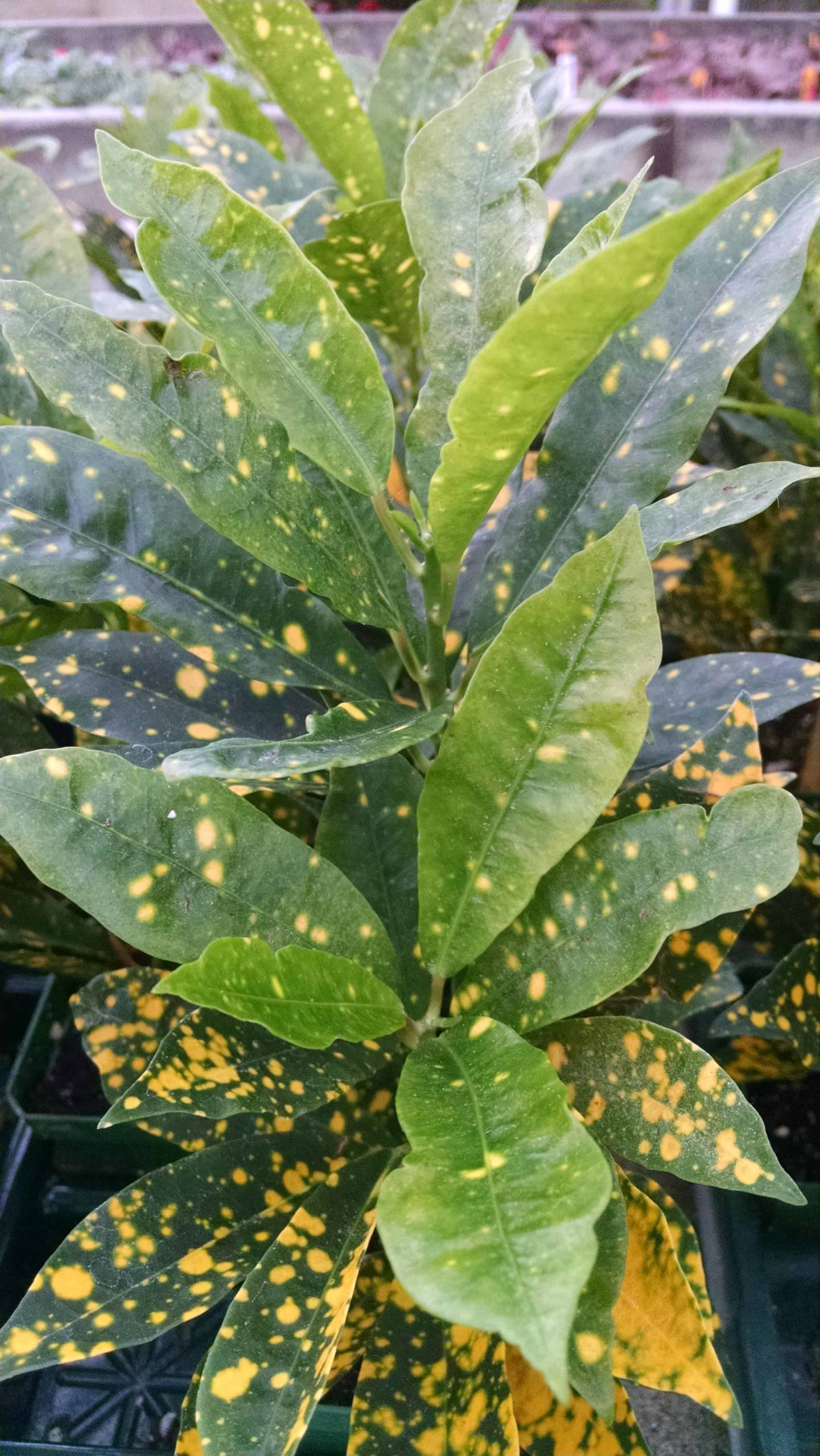 Gold Dust Croton leaves with bright yellow speckles by Studley Flower Gardens