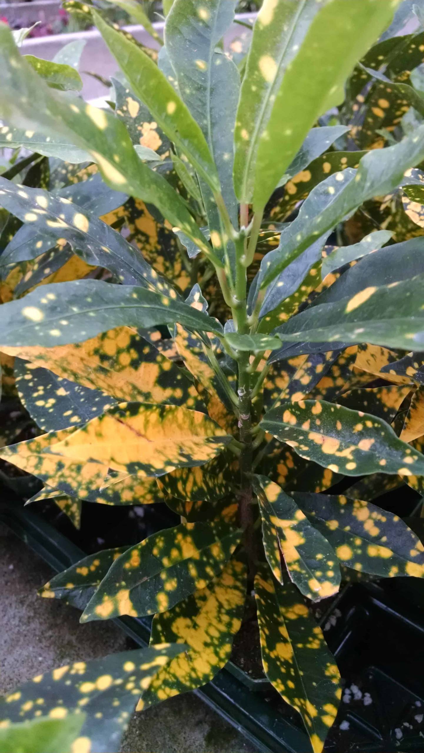 Gold Dust Croton foliage with speckled leaves by Studley Flower Gardens