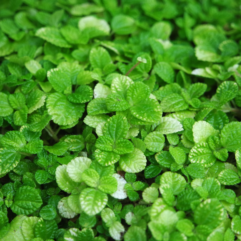 Creeping Charlie Tiny Tears trailing plant with petite green leaves by Studley Flower Gardens