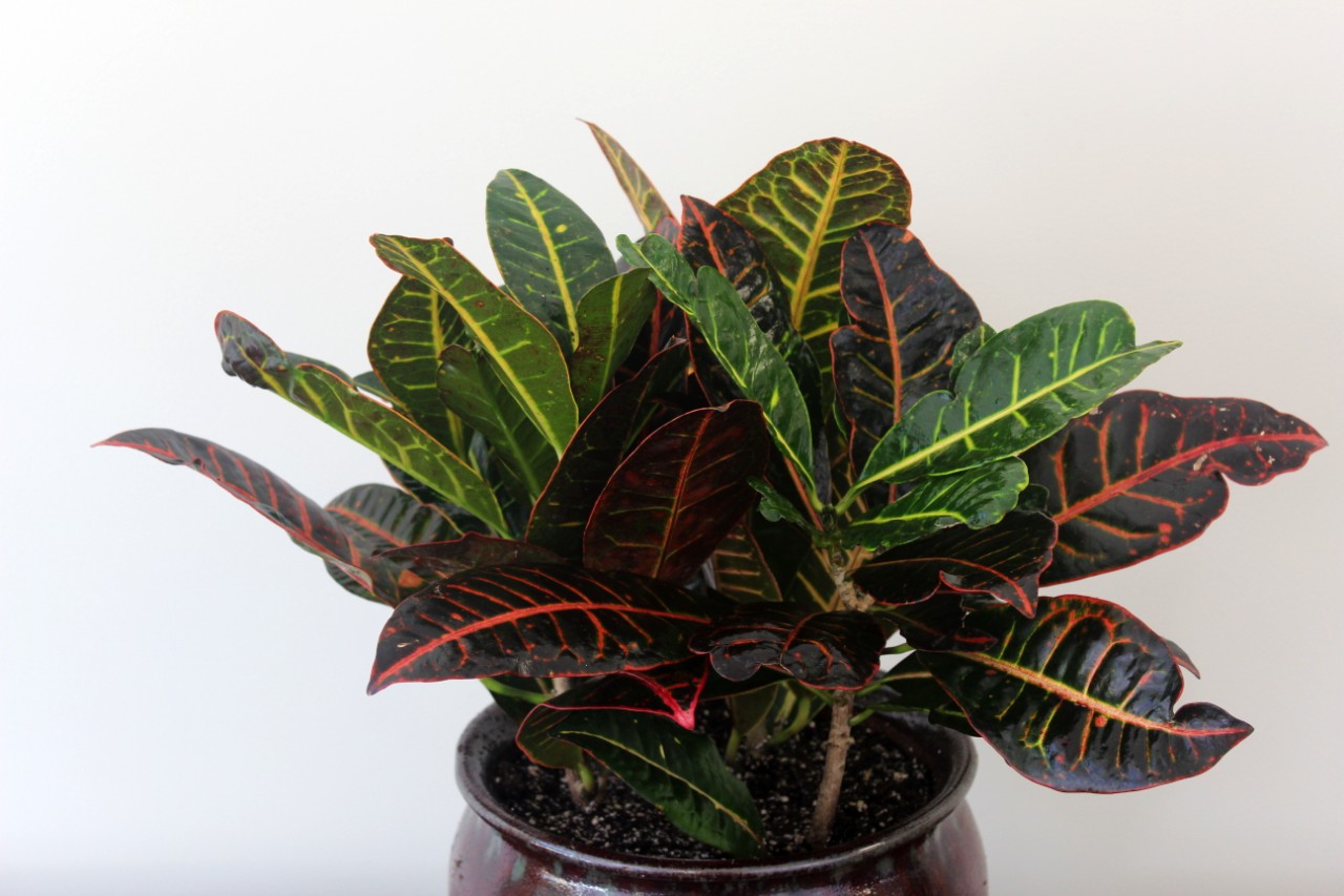 Croton Petra plant with colorful foliage by Studley Flower Gardens