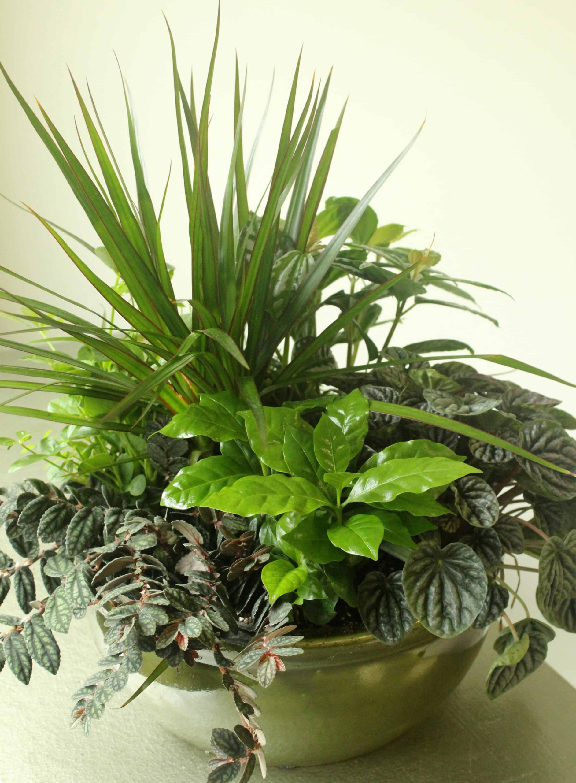Assorted houseplants for 12-inch dish garden collection by Studley Flower Gardens