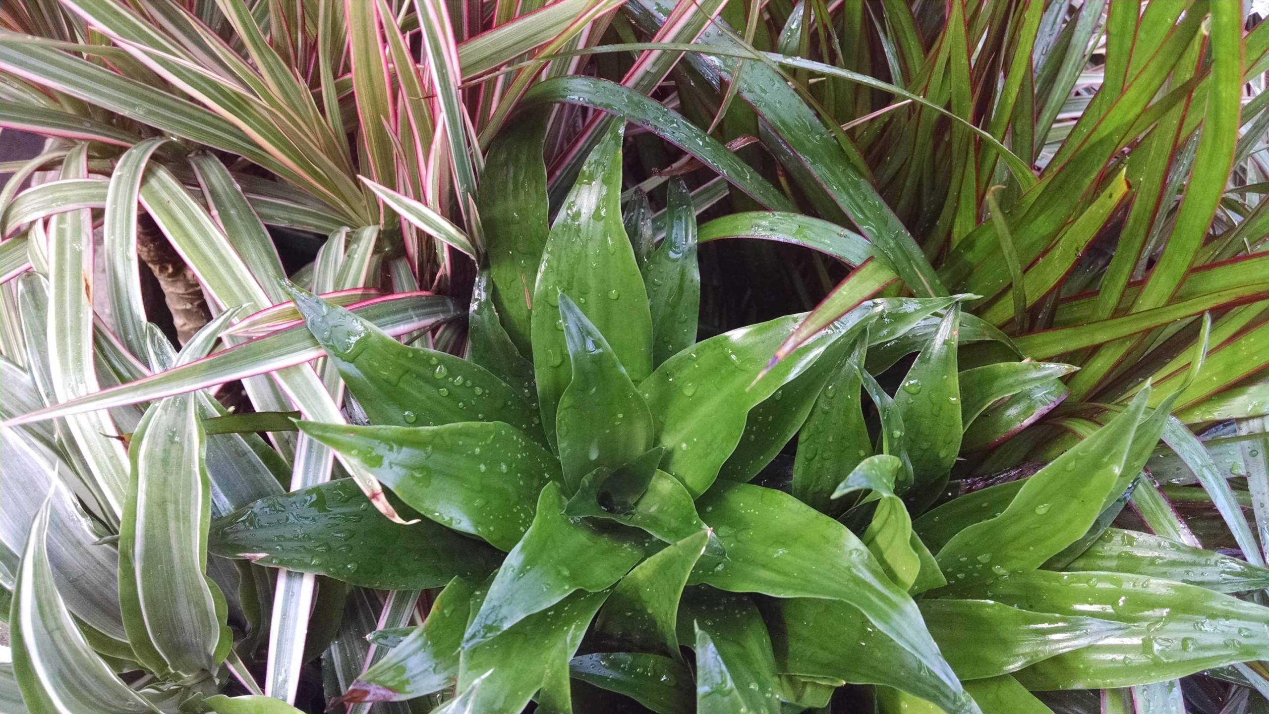 3 plant dracaena collection detail image