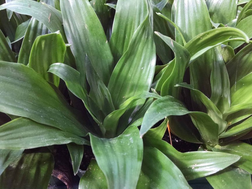 janet craig compact dracaena detail image
