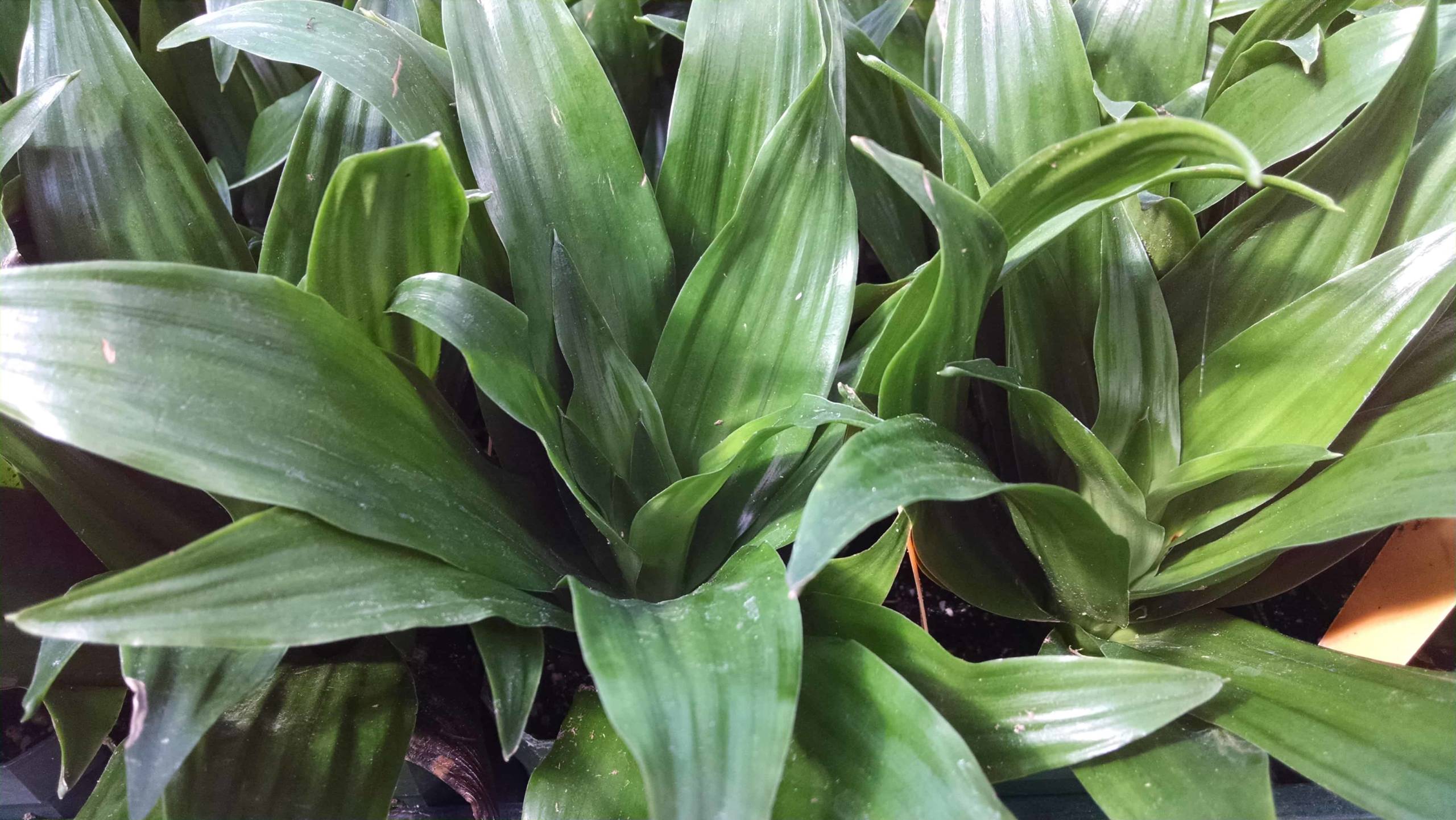 janet craig compact dracaena detail image