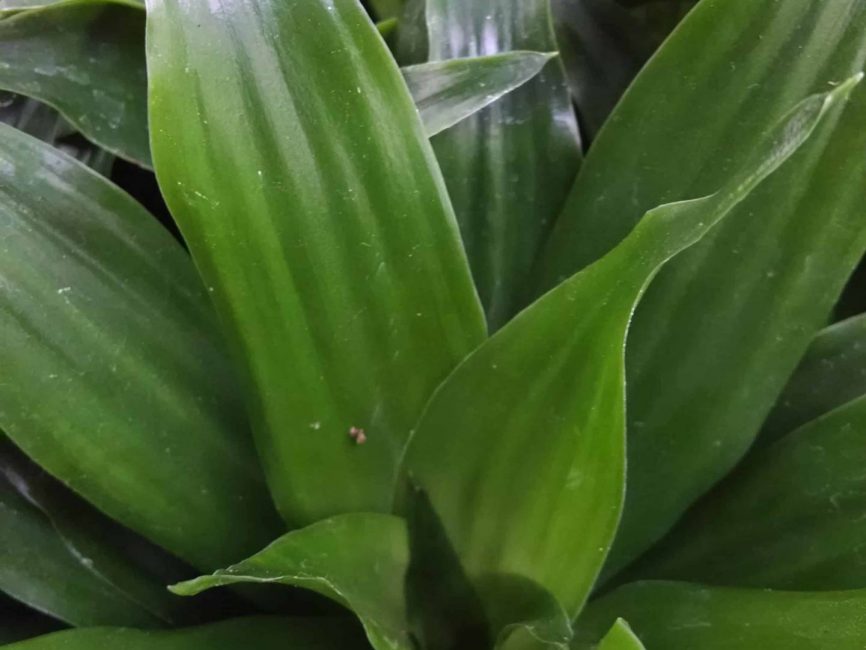 Janet Craig Compact Dracaena with dense green foliage by Studley Flower Gardens