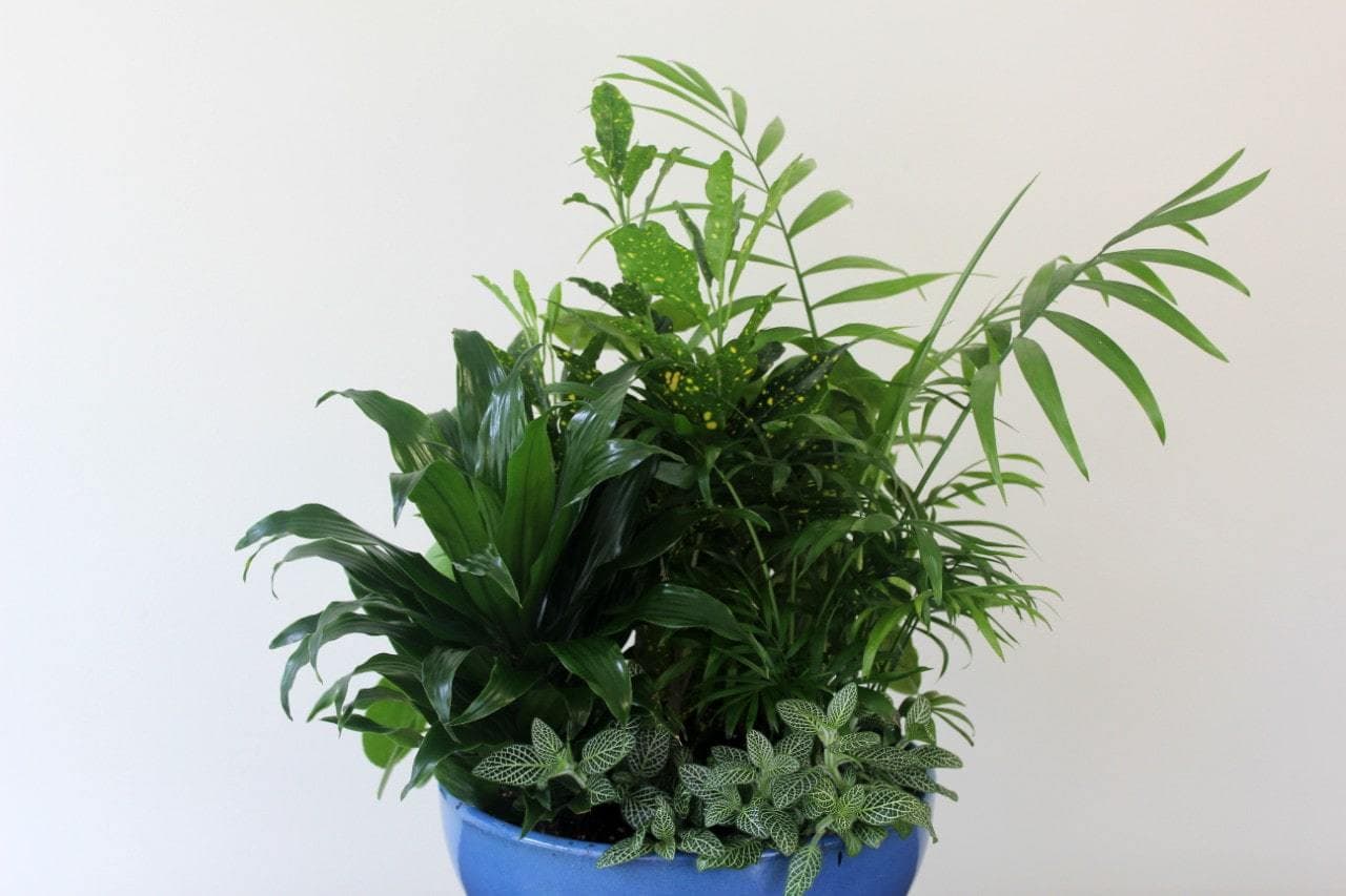 Classic dish garden with lush green foliage by Studley Flower Gardens