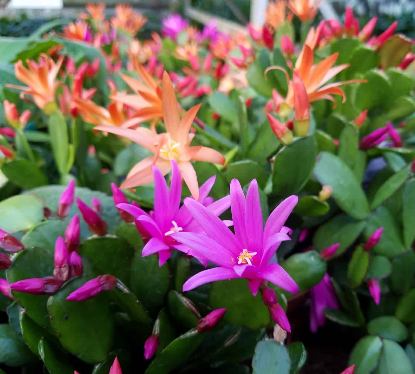easter cactus rhipsalidopsis gaertneri detail image