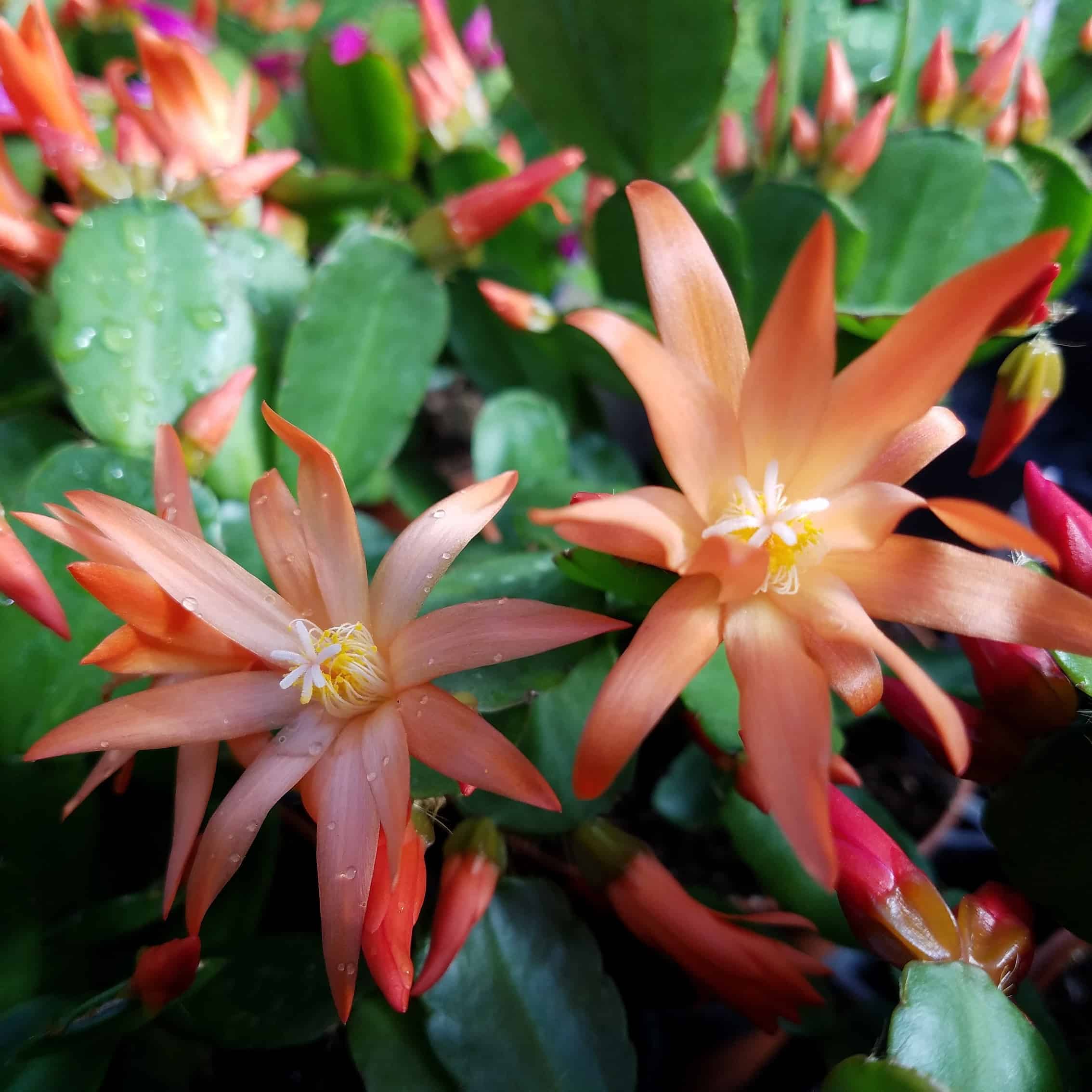 Easter cactus blooming on a windowsill by Studley Flower Gardens