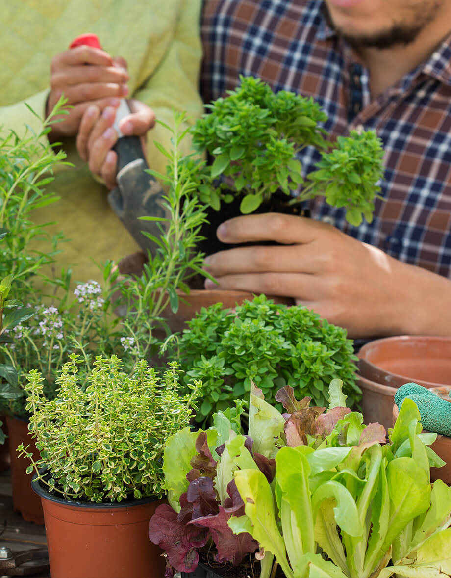Fresh herb plants and leafy edibles being prepared for planting by Studley Flower Gardens
