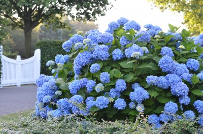 Endless Summer® hydrangea blooms in a garden center setting by Studley Flower Gardens