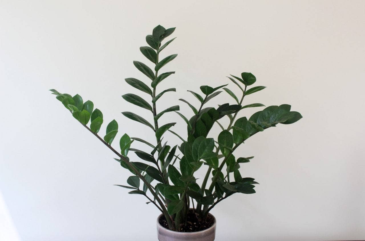 Eternity plant with arching stems and glossy foliage by Studley Flower Gardens