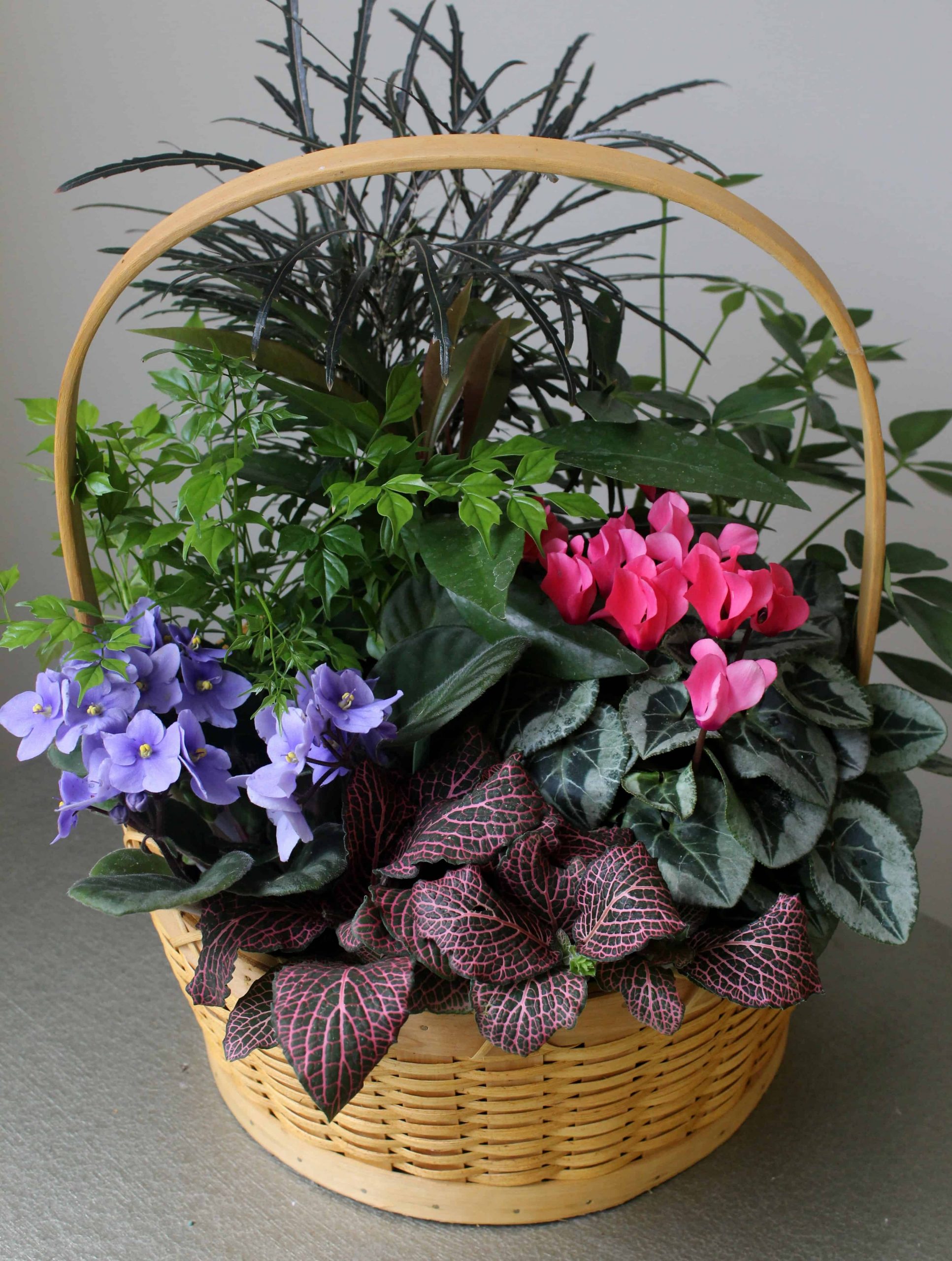 Lush mixed plants in a wicker basket with ribbon by Studley Flower Gardens