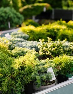 Various evergreen shrubs with lush green foliage at Studley Flower Gardens by Studley Flower Gardens