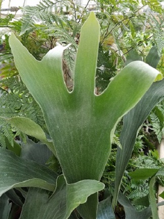 staghorn fern detail image