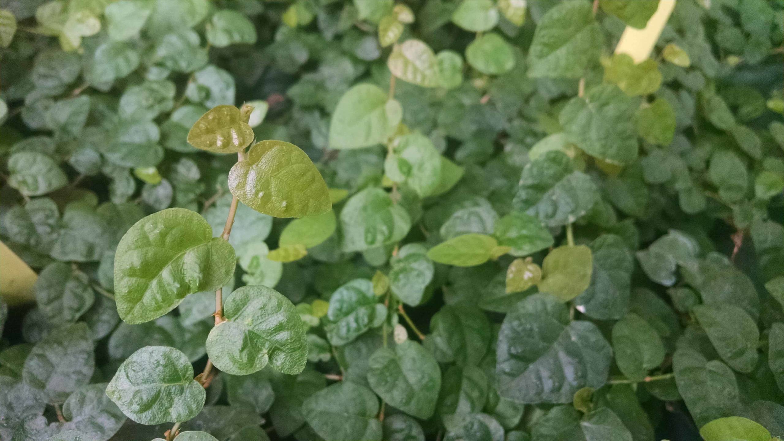 creeping fig detail image
