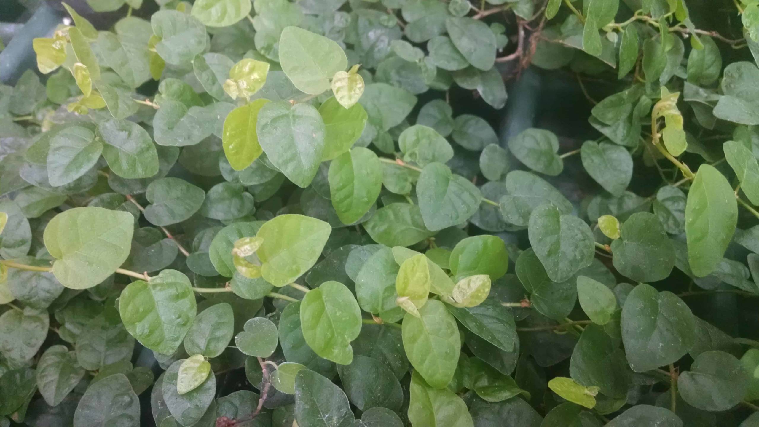 Creeping fig trailing foliage by Studley Flower Gardens