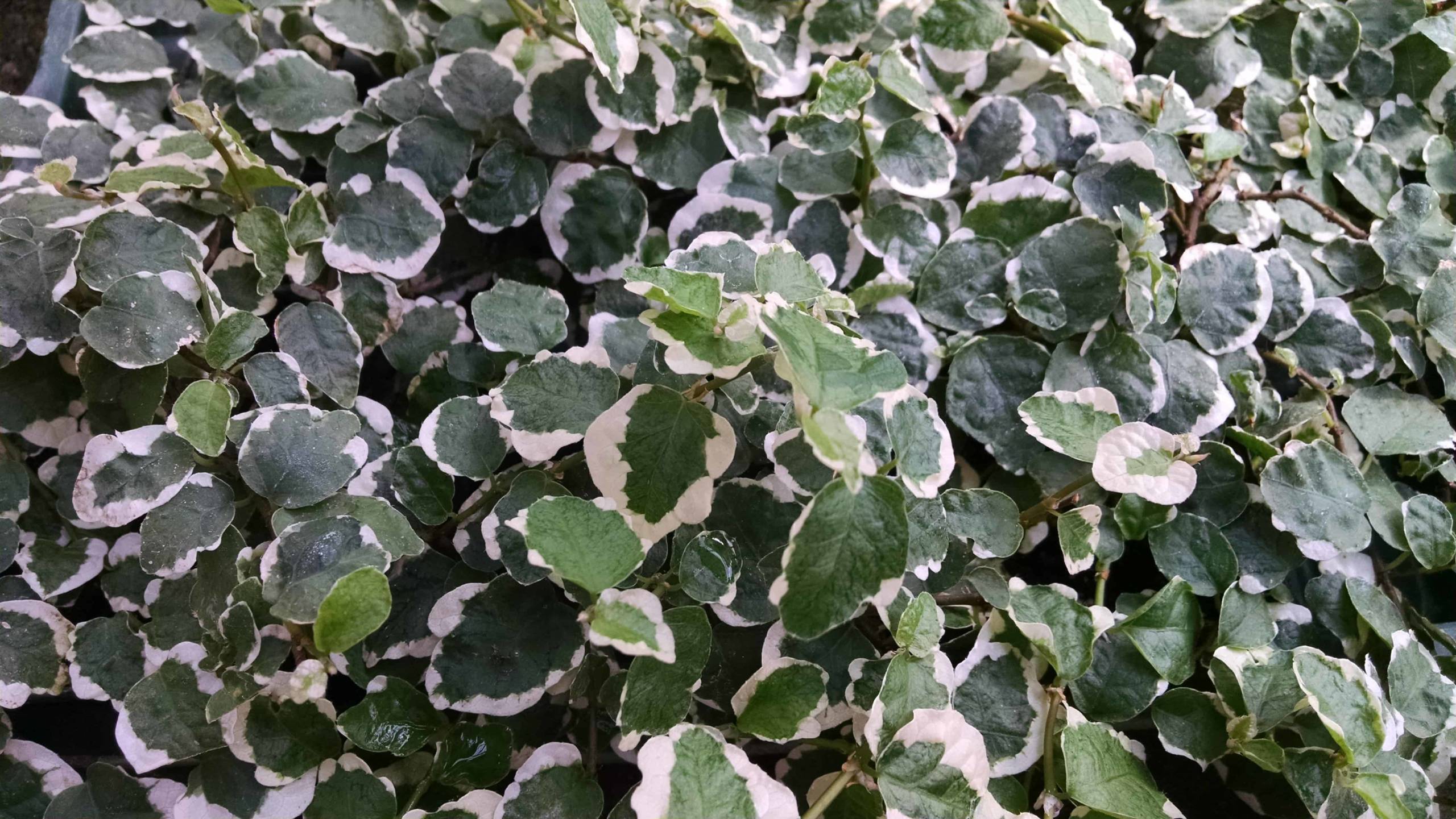 variegated creeping fig detail image