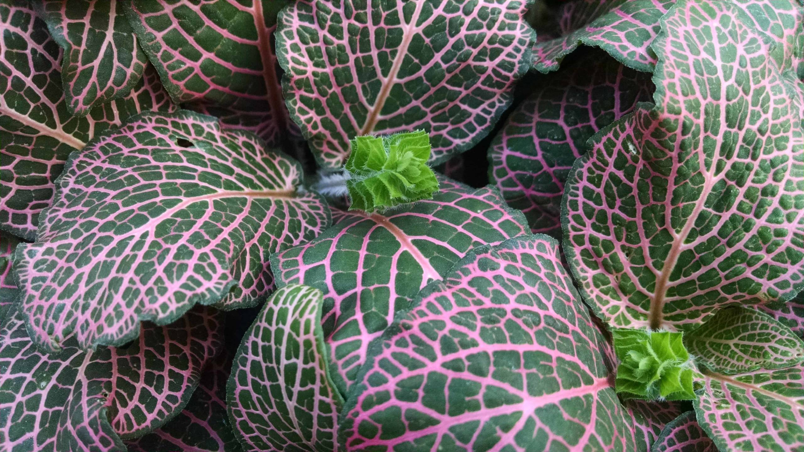 pink fittonia detail image