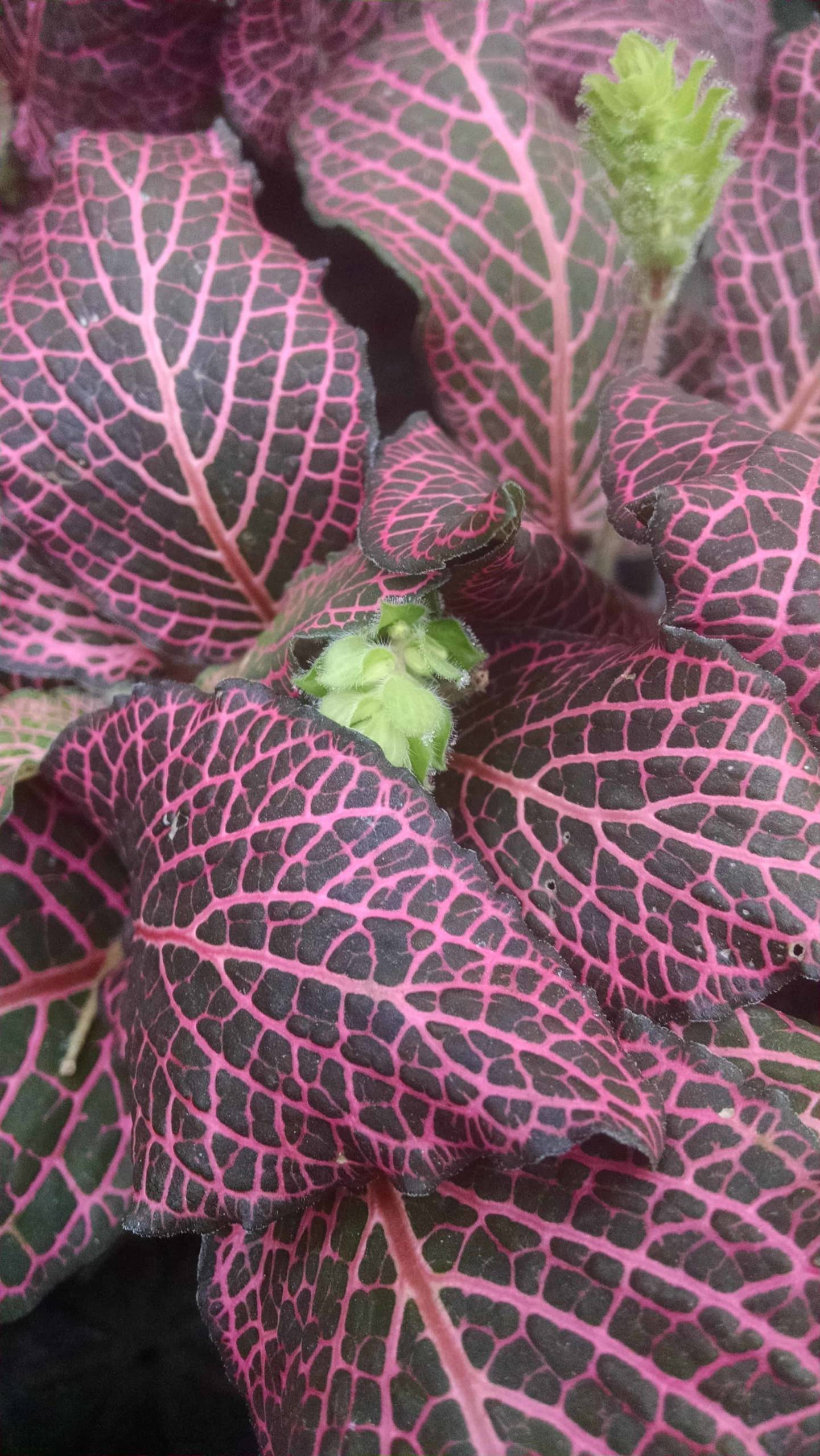 Pink fittonia with vivid veined leaves by Studley Flower Gardens